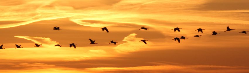 Sorties ornithologiques au Lac du Der