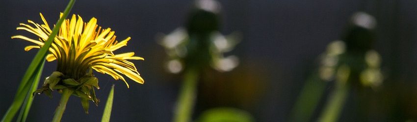 Fête de l'Ortie et du Pissenlit à Sainte-Marie-du-Lac-Nuisement