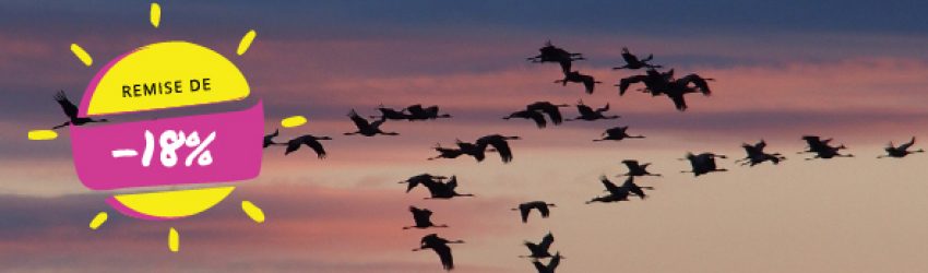 Offre arrivée des Grues Cendrées à la Marina Holyder